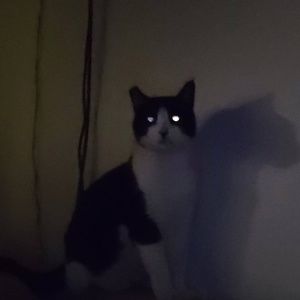 Meet your Posher, Chiara